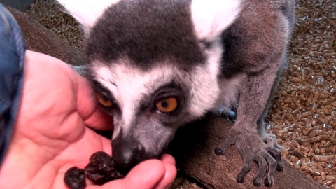 Przed świętami, z prezentami, spotkaliśmy się z lemurami. Fot. Janusz Wiertel