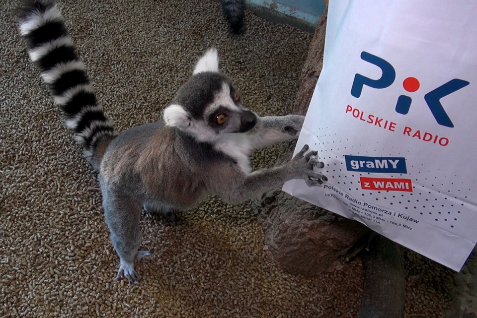 Przed świętami, z prezentami, spotkaliśmy się z lemurami. Fot. Janusz Wiertel