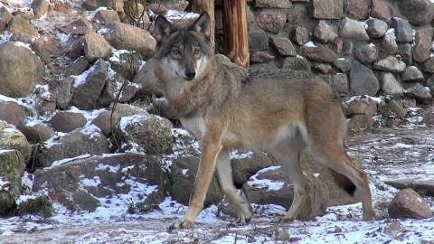 Z ostatnią radiową wizytą u mieszkańców myślęcińskiego ZOO. Gdy będą Państwo tęsknić, wystarczy ich osobiście odwiedzić. Fot. Janusz Wiertel