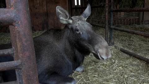 Z ostatnią radiową wizytą u mieszkańców myślęcińskiego ZOO. Gdy będą Państwo tęsknić, wystarczy ich osobiście odwiedzić. Fot. Janusz Wiertel