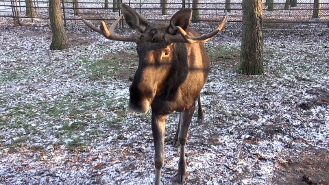 Z ostatnią radiową wizytą u mieszkańców myślęcińskiego ZOO. Gdy będą Państwo tęsknić, wystarczy ich osobiście odwiedzić. Fot. Janusz Wiertel