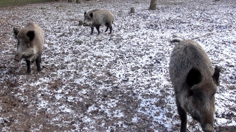 Z ostatnią radiową wizytą u mieszkańców myślęcińskiego ZOO. Gdy będą Państwo tęsknić, wystarczy ich osobiście odwiedzić. Fot. Janusz Wiertel