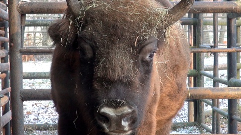 Z ostatnią radiową wizytą u mieszkańców myślęcińskiego ZOO. Gdy będą Państwo tęsknić, wystarczy ich osobiście odwiedzić. Fot. Janusz Wiertel