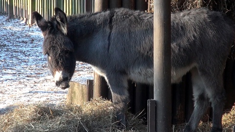 Z ostatnią radiową wizytą u mieszkańców myślęcińskiego ZOO. Gdy będą Państwo tęsknić, wystarczy ich osobiście odwiedzić. Fot. Janusz Wiertel