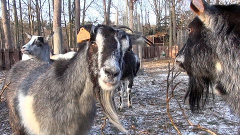 Z ostatnią radiową wizytą u mieszkańców myślęcińskiego ZOO. Gdy będą Państwo tęsknić, wystarczy ich osobiście odwiedzić. Fot. Janusz Wiertel