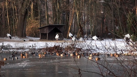 Z ostatnią radiową wizytą u mieszkańców myślęcińskiego ZOO. Gdy będą Państwo tęsknić, wystarczy ich osobiście odwiedzić. Fot. Janusz Wiertel