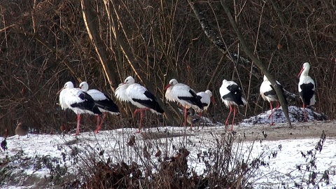 Z ostatnią radiową wizytą u mieszkańców myślęcińskiego ZOO. Gdy będą Państwo tęsknić, wystarczy ich osobiście odwiedzić. Fot. Janusz Wiertel