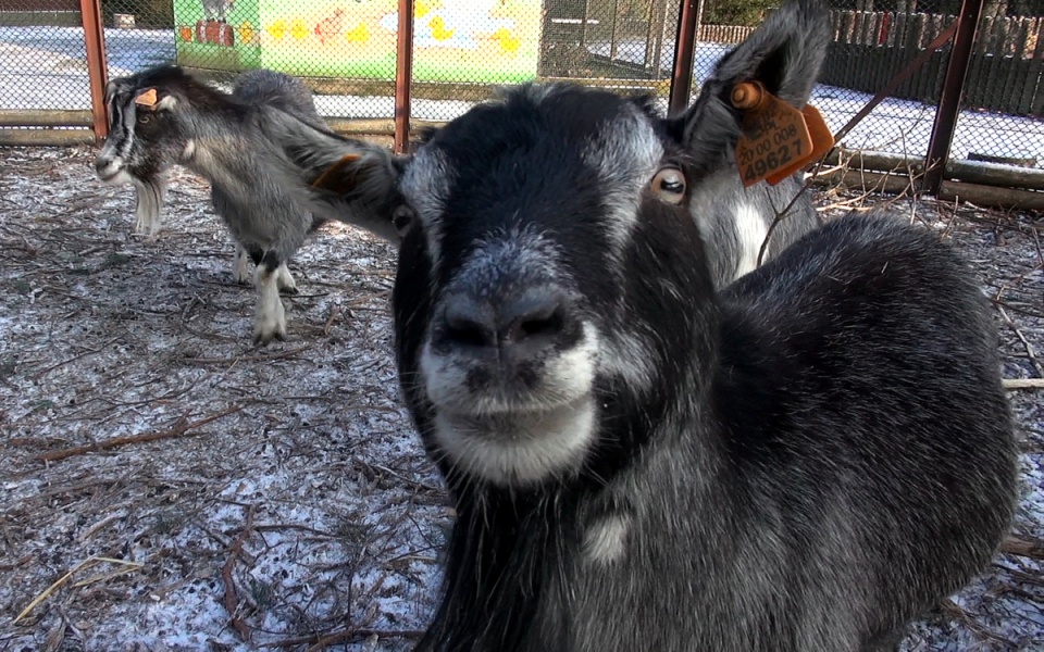Z ostatnią radiową wizytą u mieszkańców myślęcińskiego ZOO. Gdy będą Państwo tęsknić, wystarczy ich osobiście odwiedzić. Fot. Janusz Wiertel
