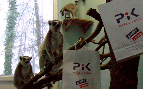 Lemury z Ogrodu Zoologicznego w Bydgoszczy. Fot. Janusz Wiertel