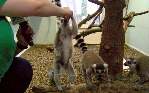 Lemury z Ogrodu Zoologicznego w Bydgoszczy. Fot. Janusz Wiertel