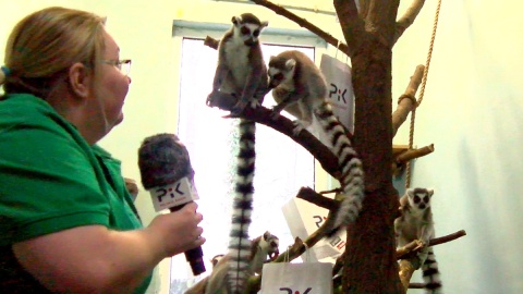 Dr Dominika Gulda i lemury z Ogrodu Zoologicznego w Bydgoszczy. Fot. Janusz Wiertel