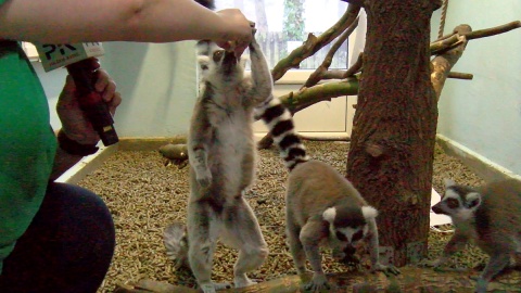 Lemury z Ogrodu Zoologicznego w Bydgoszczy. Fot. Janusz Wiertel