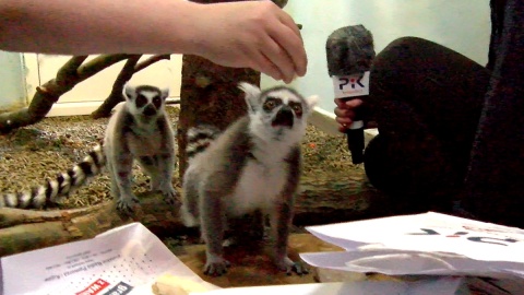 Lemury z Ogrodu Zoologicznego w Bydgoszczy. Fot. Janusz Wiertel