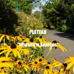 Wiosna w koronie - Plateau