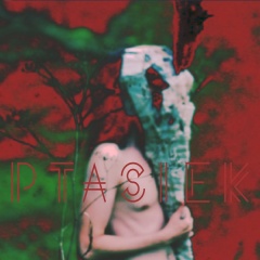 Ptasiek - Tacher