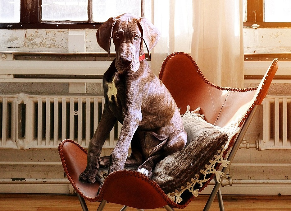 Dlaczego nasze domowe psy tak często się stresują? Fot. ilustracyjna/pixabay.com