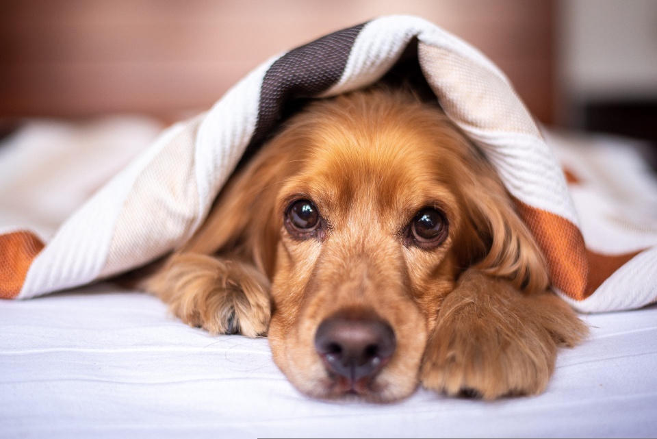 Psy też się przeziębiają, a jesień temu sprzyja. Fot. ilustracyjna/pixabay.com