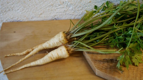 Pietruszka młoda. Fot. lokalna-zywnosc.pl