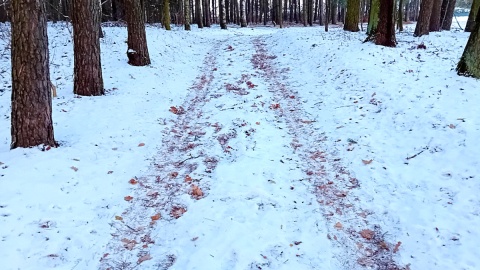 Czy las w zimowej oprawie może być równie atrakcyjny jak latem? Fot. Marcin Doliński