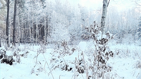 Czy las w zimowej oprawie może być równie atrakcyjny jak latem? Fot. Marcin Doliński