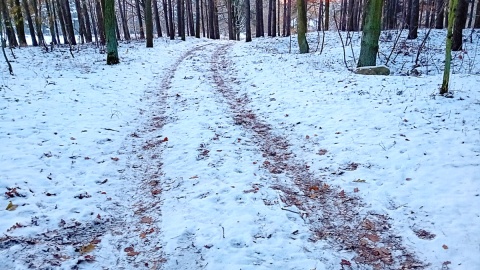 Czy las w zimowej oprawie może być równie atrakcyjny jak latem? Fot. Marcin Doliński