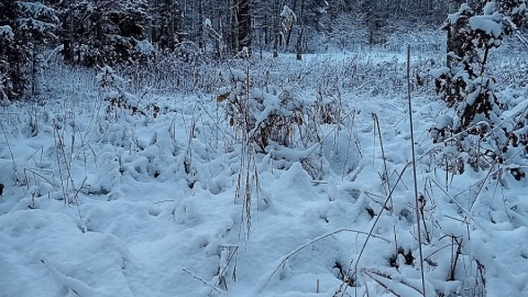 Czy las w zimowej oprawie może być równie atrakcyjny jak latem? Fot. Marcin Doliński
