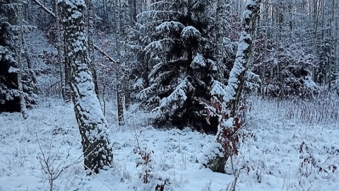 Czy las w zimowej oprawie może być równie atrakcyjny jak latem? Fot. Marcin Doliński