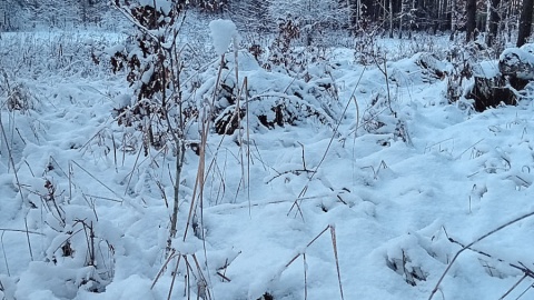 Czy las w zimowej oprawie może być równie atrakcyjny jak latem? Fot. Marcin Doliński
