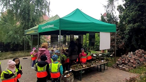 Wystawa grzybów w siedzibie Tucholskiego Parku Krajobrazowego. Fot. Marcin Doliński