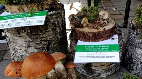 Wystawa grzybów w siedzibie Tucholskiego Parku Krajobrazowego. Fot. Marcin Doliński