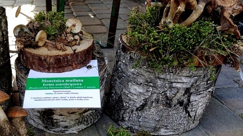 Wystawa grzybów w siedzibie Tucholskiego Parku Krajobrazowego. Fot. Marcin Doliński
