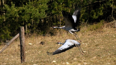 Żurawie (Grus grus). Fot. Tomasz Górny/facebook.com/GorznienskoLidzbarskiParkKrajobrazowy