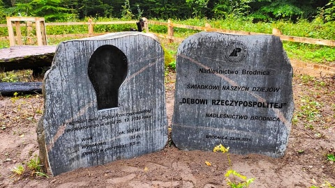 Pozostałości spalonego „Dębu Rzeczypospolitej”. Fot. facebook.com/GorznienskoLidzbarskiParkKrajobrazowy