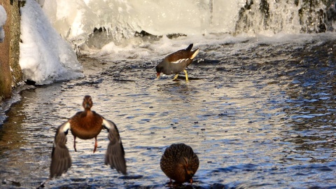 Kokoszka Gallinula. Fot. Katarzyna Czubachowska/facebook.com/Brodnicki-Park-Krajobrazowy