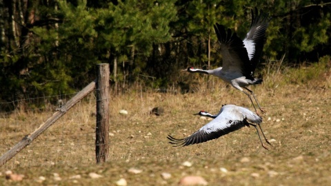 Natura rozwija przed odwiedzającymi swoje piękno. Fot. facebook.com/GorznienskoLidzbarskiParkKrajobrazowy