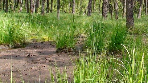 Rezerwat Lutowo - bór bagienny. Fot. parki.kujawsko-pomorskie.pl/kpk
