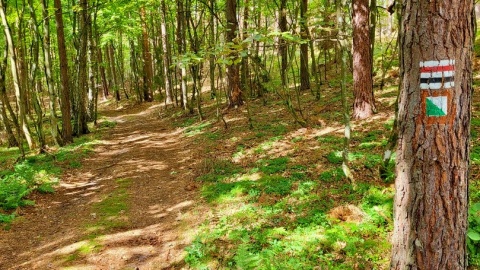 Szlaki parku są oddalone od ciągów komunikacyjnych, tak zatem Wdecki Park Krajobrazowy pełen jest parkiem „miejsc ciszy”. Fot. kujawsko-pomorskie.pl