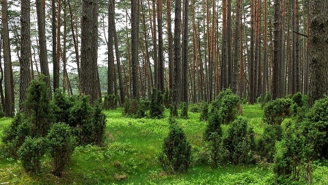 Bór świeży. Fot. A. Turowska/pnbt.com.pl/rezerwat_biosfery_bory_tucholskie