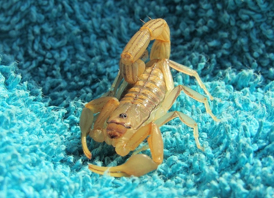 Skorpion w domu? Ale tylko w terrarium! Fot. ilustracyjna/pixabay.com