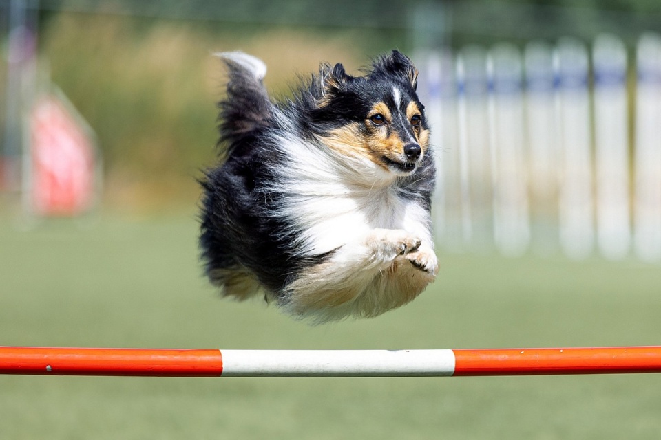 Jeszcze tylko jedna poprzeczka i nagródka! Fot. ilustracyjna/pixabay.com