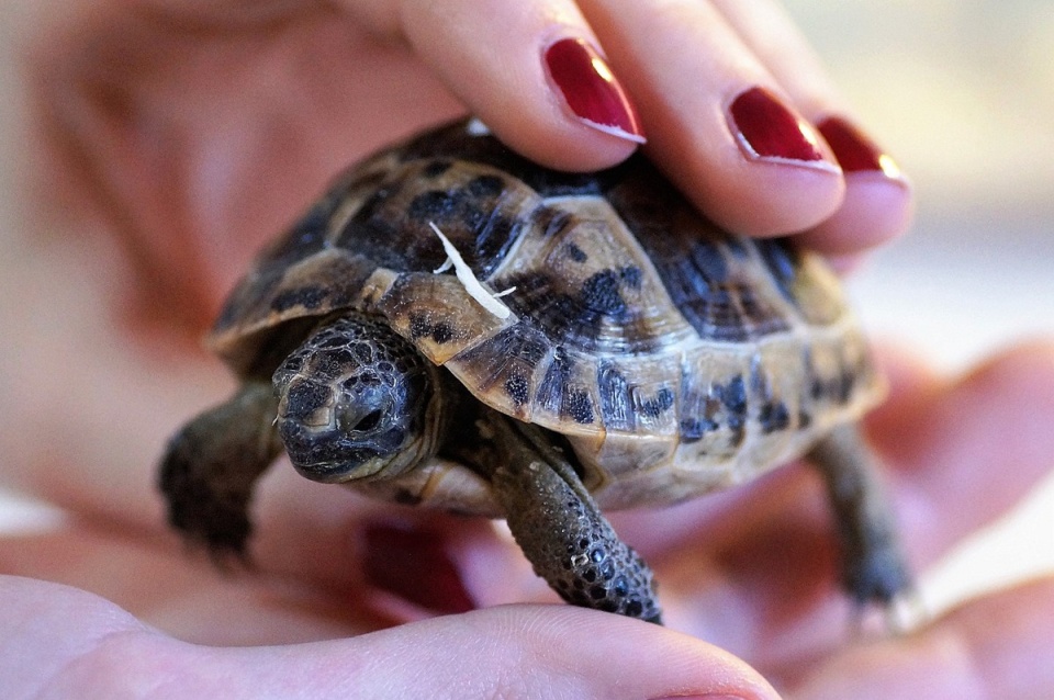 Głaszcz mnie... Taaak! Mrrrrr.... Fot. ilustracyjna/pixabay.com