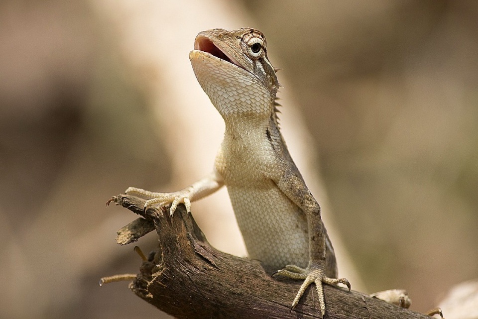 Nie uśmiechnę się? No jak to?! Fot. ilustracyjna/pixabay.com