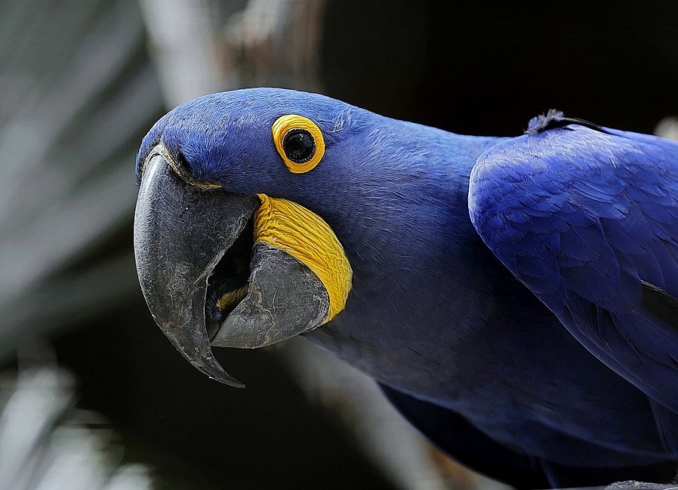 Udawać psa? Proszę bardzo! A może kota lub odkurzacz? Fot. ilustracyjna/pixabay.com