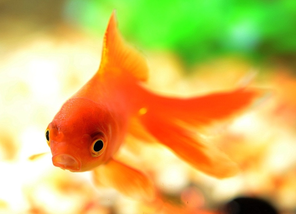 Nic nie powiem! Ale życznie mogę spełnić ;) Fot. ilustracyjna/pixabay.com