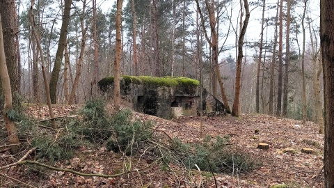 Schron w Osówcu położony w lesie przy drodze do Bydgoszczy. Fot. Żaneta Walentyn/PR PiK
