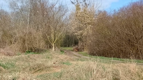 Przyrodnicza wyprawa nad toruńską Martówkę. Fot. Michał Zaręba/PR PiK