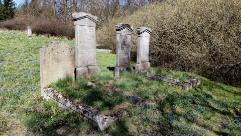 Macewy na cmentarzu żydowskim w Koronowie. Fot. Żaneta Walentyn/PR PiK