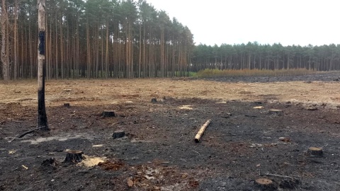 Tylko w sobotę 21 czerwca br. w 9 pożarach spłonęły 4 hektary lasu. Fot. Michał Zaręba/PR PiK