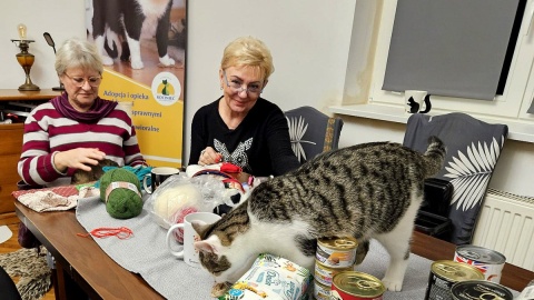 Poznaj działalność toruńskiego „Kocińca” i jego podopiecznych. Fot. Adriana Andrzejewska-Kuras/PR PiK