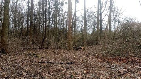 Tak wygląda miejsce, gdzie jeszcze do niedawna rosły 80-letnie drzewa. Fot. Michał Zaręba/arch. PR PiK